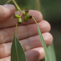 Cider Gum Eucalyptus